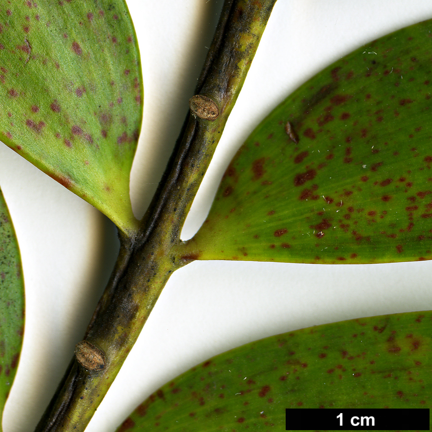 High resolution image: Family: Araucariaceae - Genus: Agathis - Taxon: corbassoni